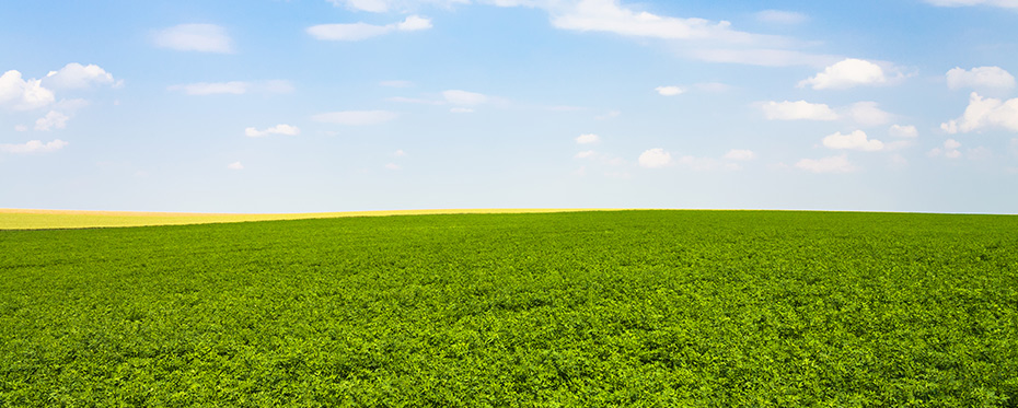 朝着气候适应型作物和可持续农业迈进