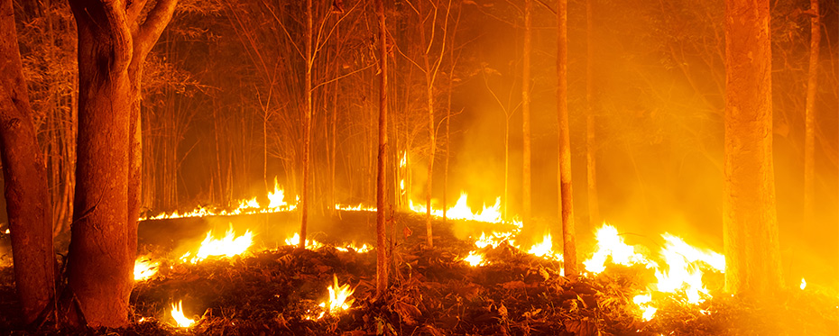 野火等自然干扰对物种构成有积极影响。