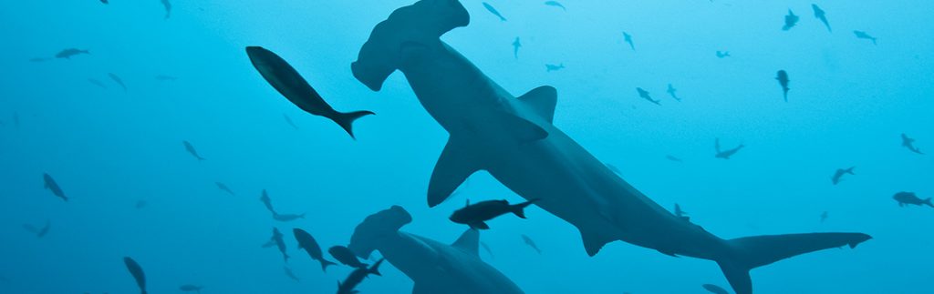 通过评估双髻鲨的迁徙路线，研究人员确保双髻鲨的种群通过保护和管理工具得到保护。