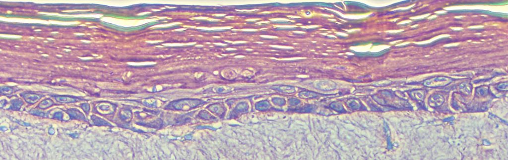 藤崎瞳博士研究人类表皮角质形成细胞（皮肤细胞）。