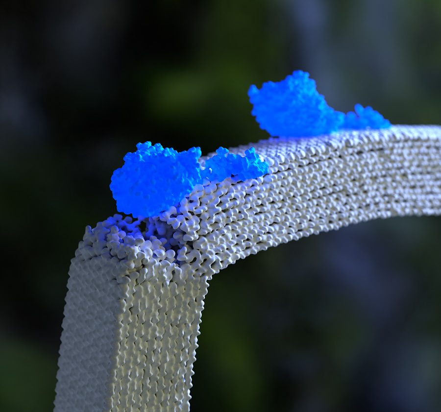 纤维素酶酶利用缺陷作为“垫脚石”来启动纤维素纤维的降解。