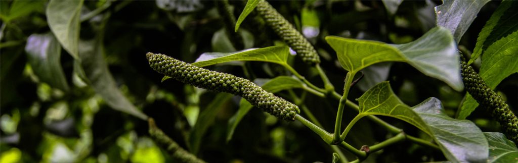 这是一种植物的照片