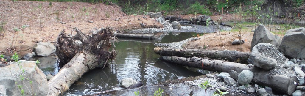 Thornton Creek照片，恢复发生的地方