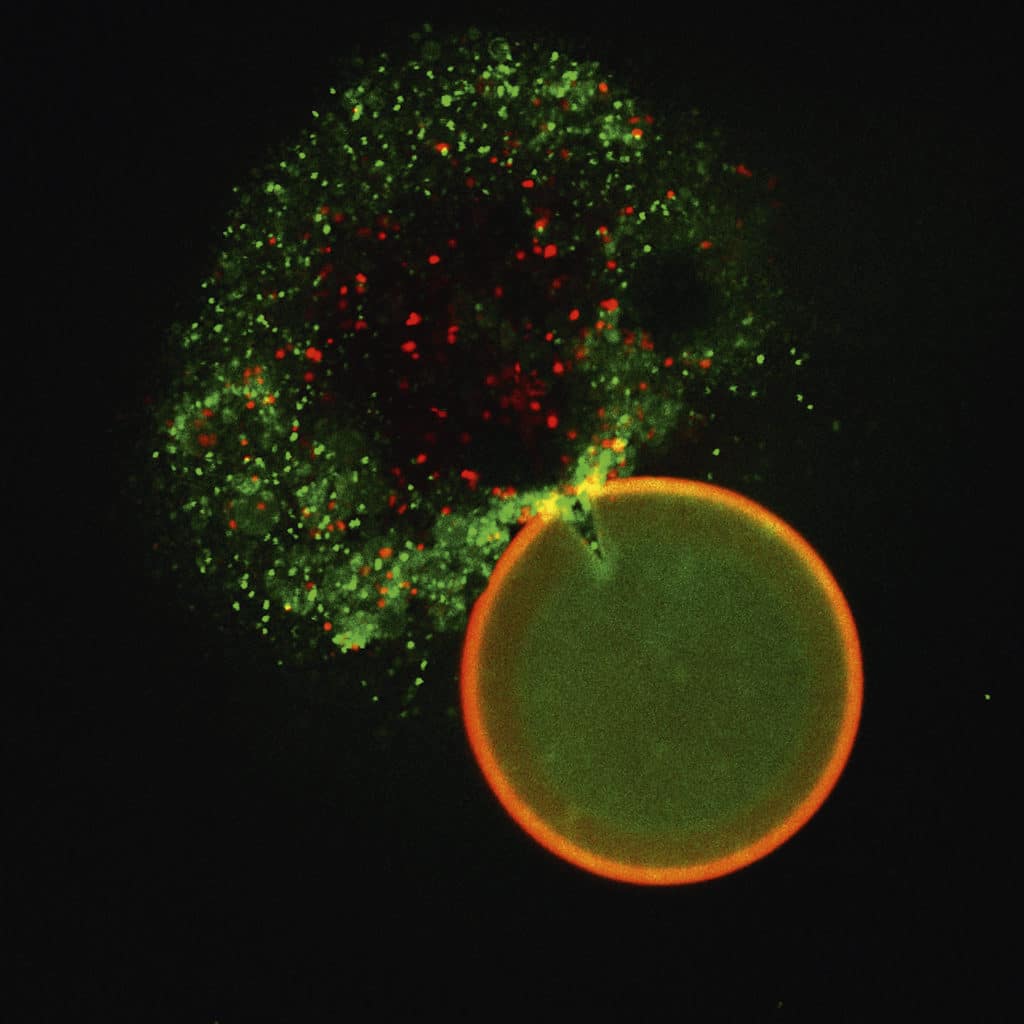 用荧光染料SYTO BC和碘化丙啶染色的丛枝菌根真菌Claroideoglomus claroideum的压碎孢子。图像显示内生细菌云(绿色)与真菌核(红色)一起从孢子中释放出来。Maria Naumann和Paola Bonfante，都灵大学拍摄