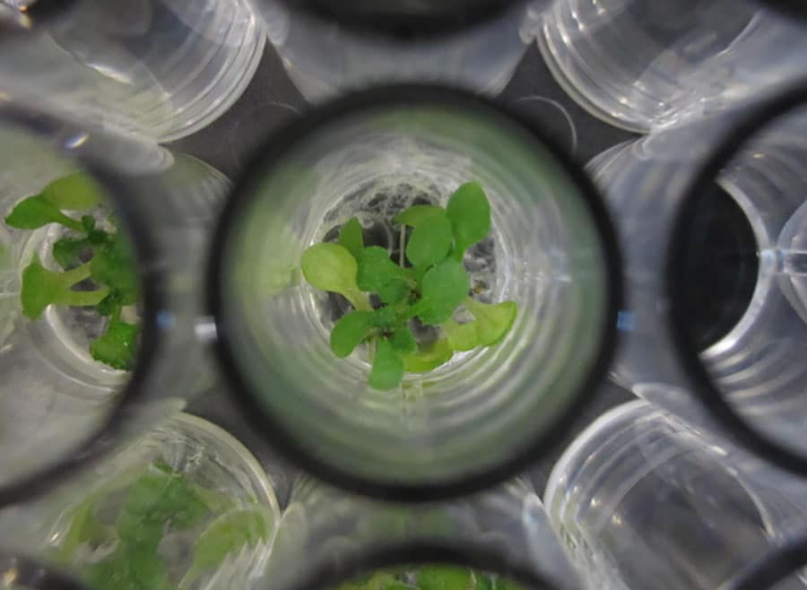 Perera博士和她的同事与该项目的目标是了解如何使用肌醇磷酸盐的能量和营养状况，以及它们如何发出这种状态，以便工厂可以使用这些信息。