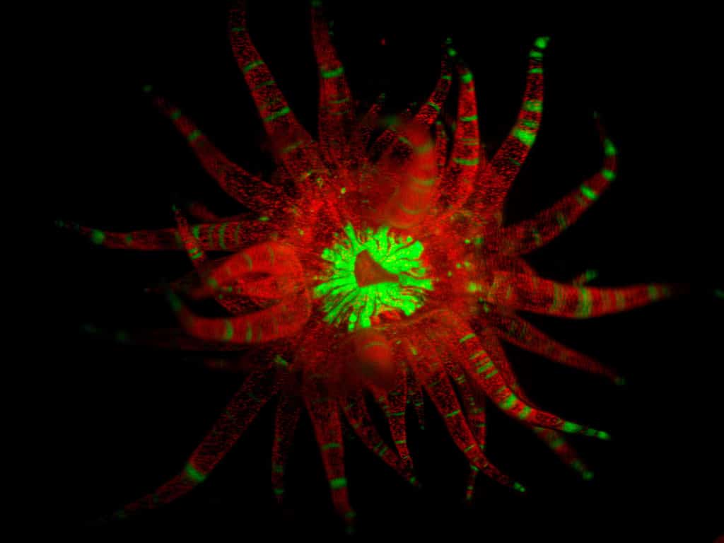 一篇研究文章:Rodriguez-Lanetty博士的研究计划将阐明珊瑚在反复遭遇病原体时的防御反应的特异性、记忆和分子基础。