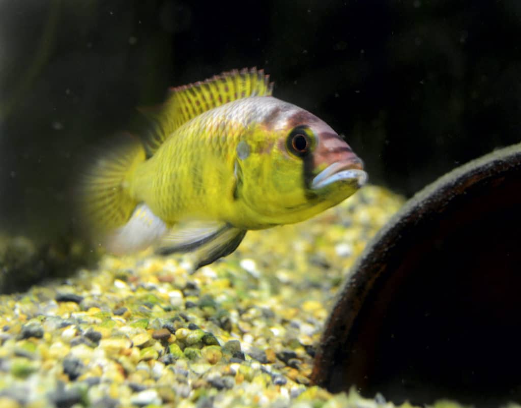 本文探讨了Maruska博士如何使用鱼类模型来了解大脑功能的机制，并适应不断变化的环境和生理状态。