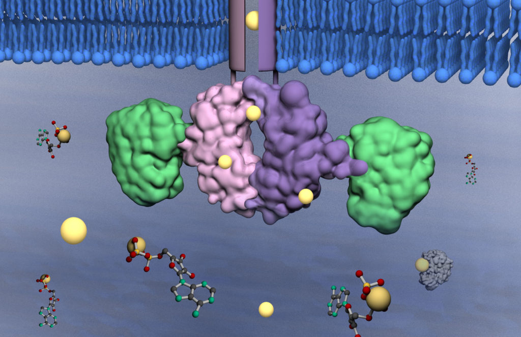 一篇关于一种新发现的途径(PRL-CNNM)的科学文章，可以帮助我们利用镁来帮助我们理解癌症、新陈代谢、昼夜节律和传染病。