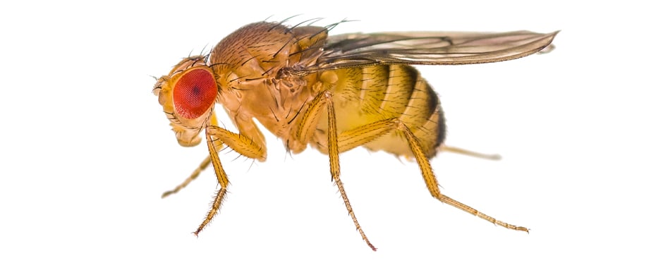 蜂巢翅膀是由大自然的力学创造的