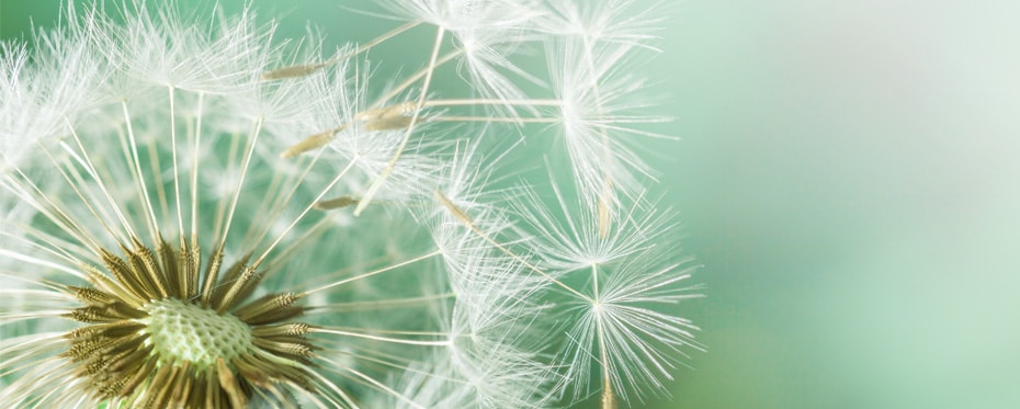 茎的秘密：从内部调节植物温度