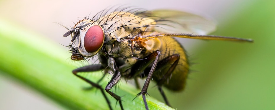 果蝇有助于了解ALS药物的发现