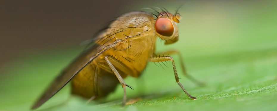 费泽夫发现果蝇在神经回路的形成中起重要作用