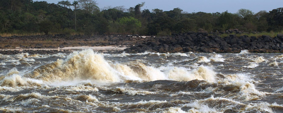 刚果河下游鱼类物种分化和趋同进化的一个极端案例