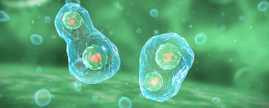 揭示了涉及细胞分裂的迄今看不见的矩阵