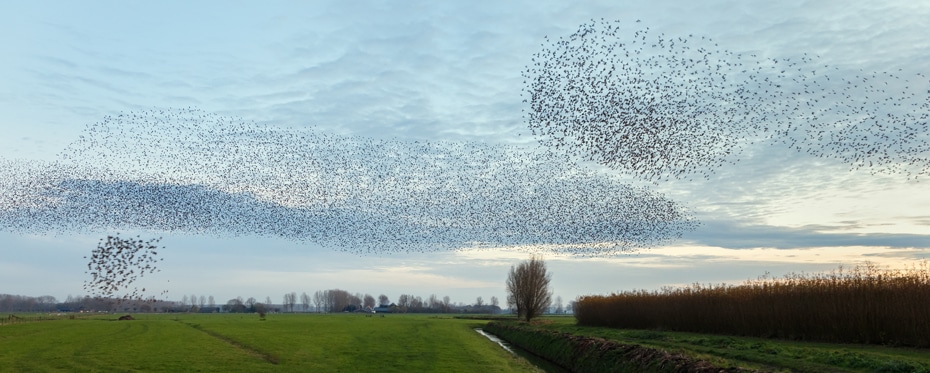 少数人如何能迅速塑造集体行动