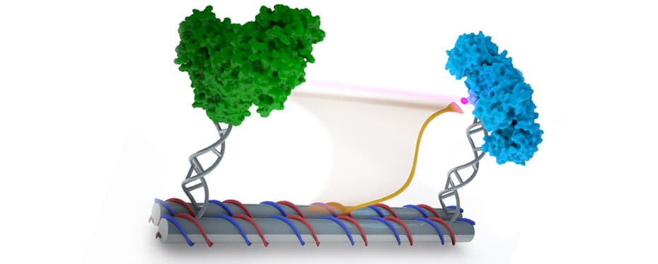 多酶反应在DNA纳米结构上的仿生组装