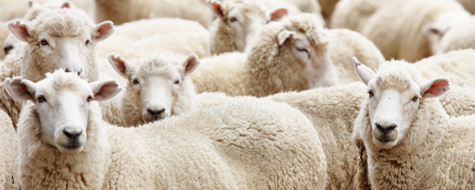 了解绵羊肺炎支原体对家羊的影响