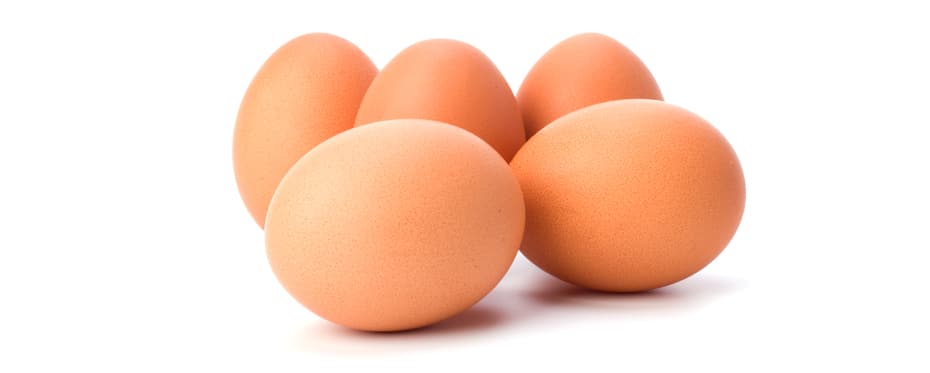 家禽科学：鸡蛋和鸡蛋