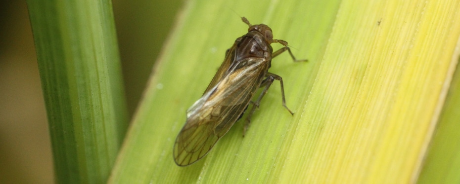 使用长期监测杀虫剂敏感性的棕色Planthopper中的不包含横向抗性模式