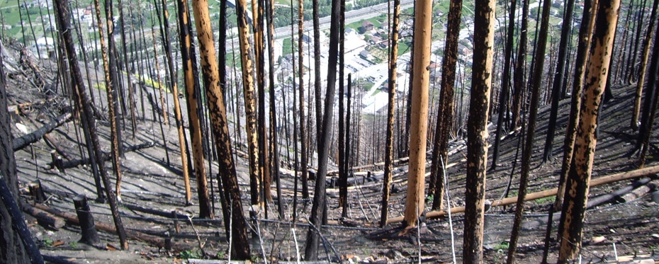 干扰呼吁灾难：为什么森林火灾增加山体滑坡和岩石危险