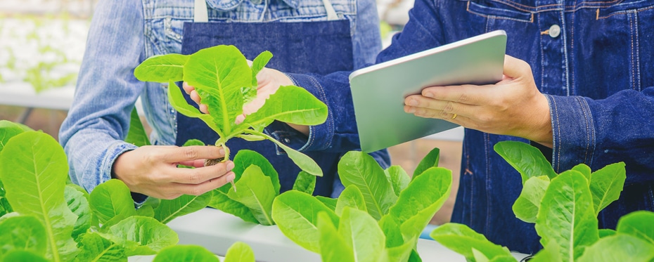 更多更好的作物:超越科学和获取技术