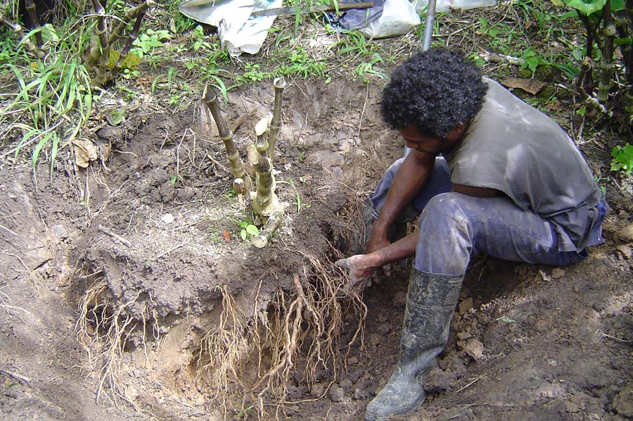 人坐在地上挖掘Kava树根