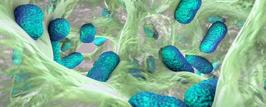 耐抗生素鲍曼不动杆菌正在形成一层称为生物膜的保护层。