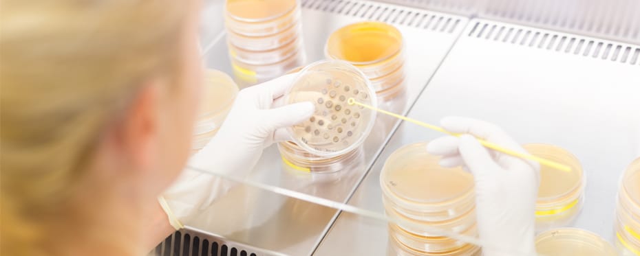 研究人员在实验室中培养细胞。