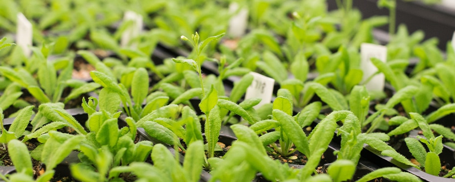 对细菌植物免疫的亚细胞解剖