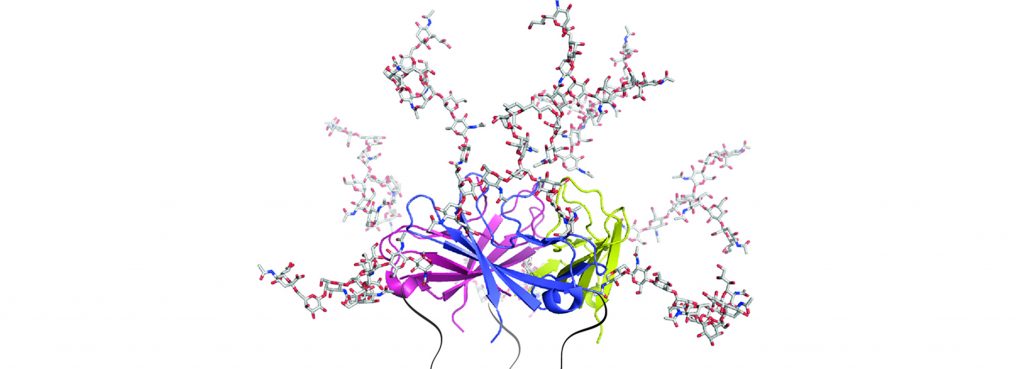 CD83的作用：自身免疫，移植及超越