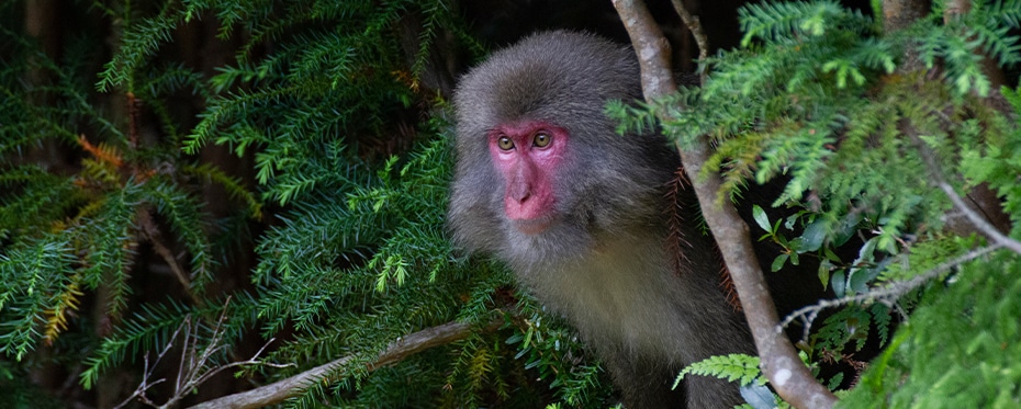 脑重于力:日本猕猴的交配策略