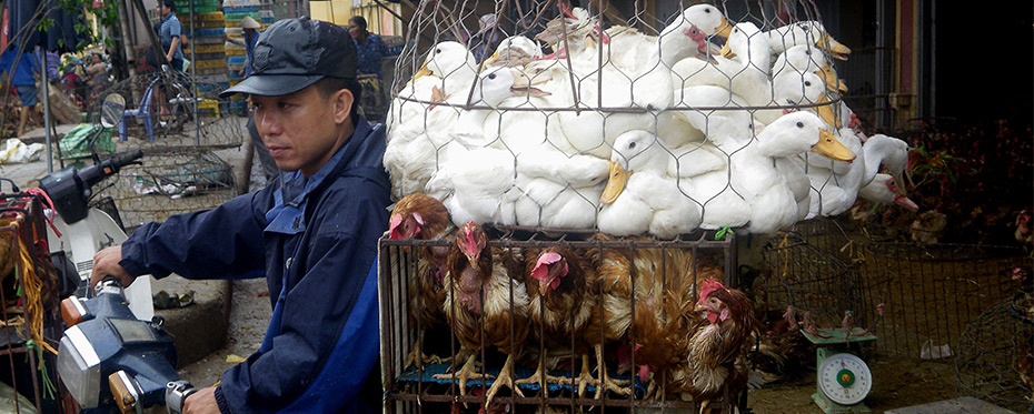 了解农民的行为，以更好地控制禽流感