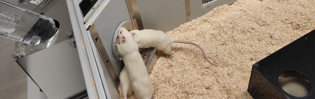 大鼠自闭症谱系障碍和社会等级