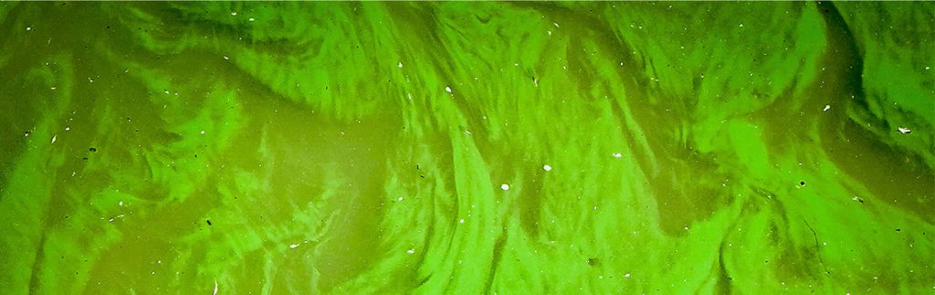 一种控制有害藻华的生物新方法