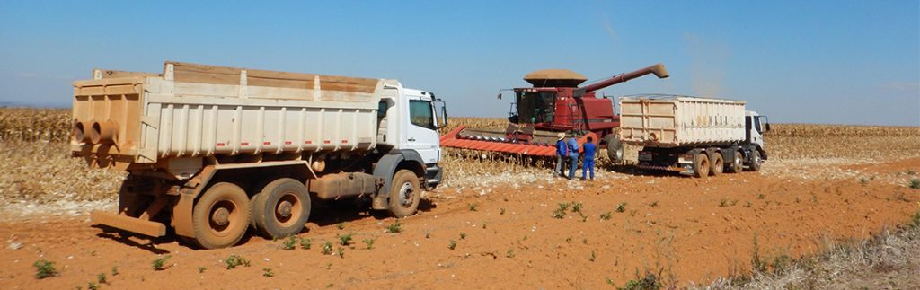 大豆陷阱挑战和巴西生产商风险
