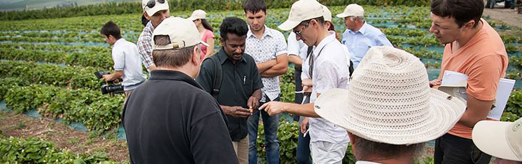 害虫综合管理:可持续粮食生产和粮食安全方面的进展