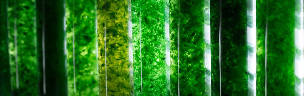 研究人员在实验室条件下测试了几种念珠菌的相互作用。