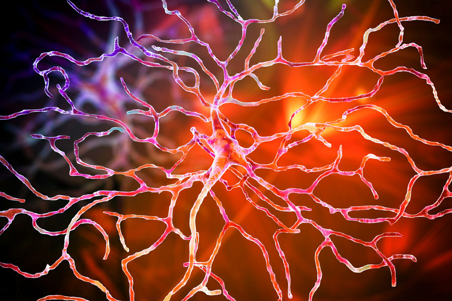 菲茨帕特里克博士和他的合作者利用钙成像来形象化神经元的活动。