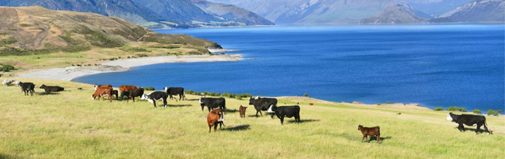 牛遗传学可以减少牧草生产的环境影响