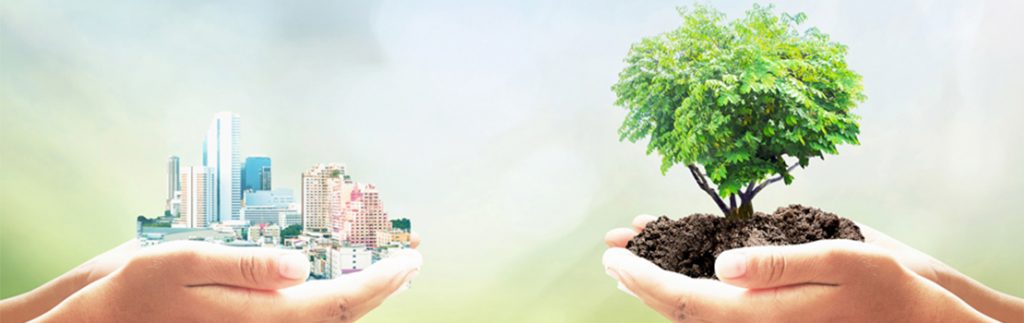 蜜蜂回到了城里：城市生态系统的粉刷者