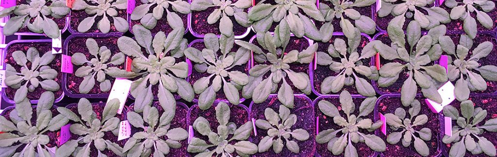Spetea教授在模式植物拟南芥(Arabidopsis thaliana)上进行了波动强度的实验。