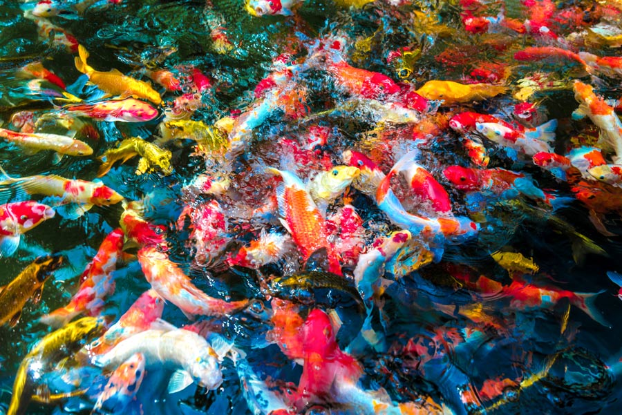 水产养殖迫切需要新的方法来评估鱼类的压力