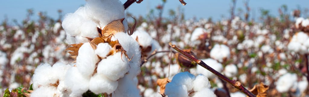 将Bt棉花引入印度的目的是减少种植棉花所需的杀虫剂数量。