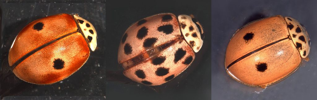 在伊朗，科学家们将瓢虫之间的斑点连接起来