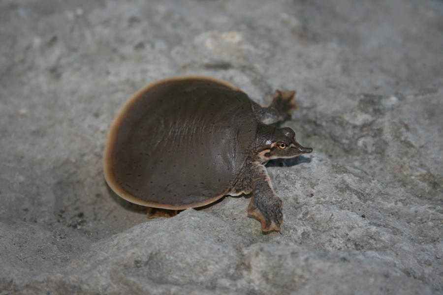普卢默教授研究了软壳龟的冬眠行为。