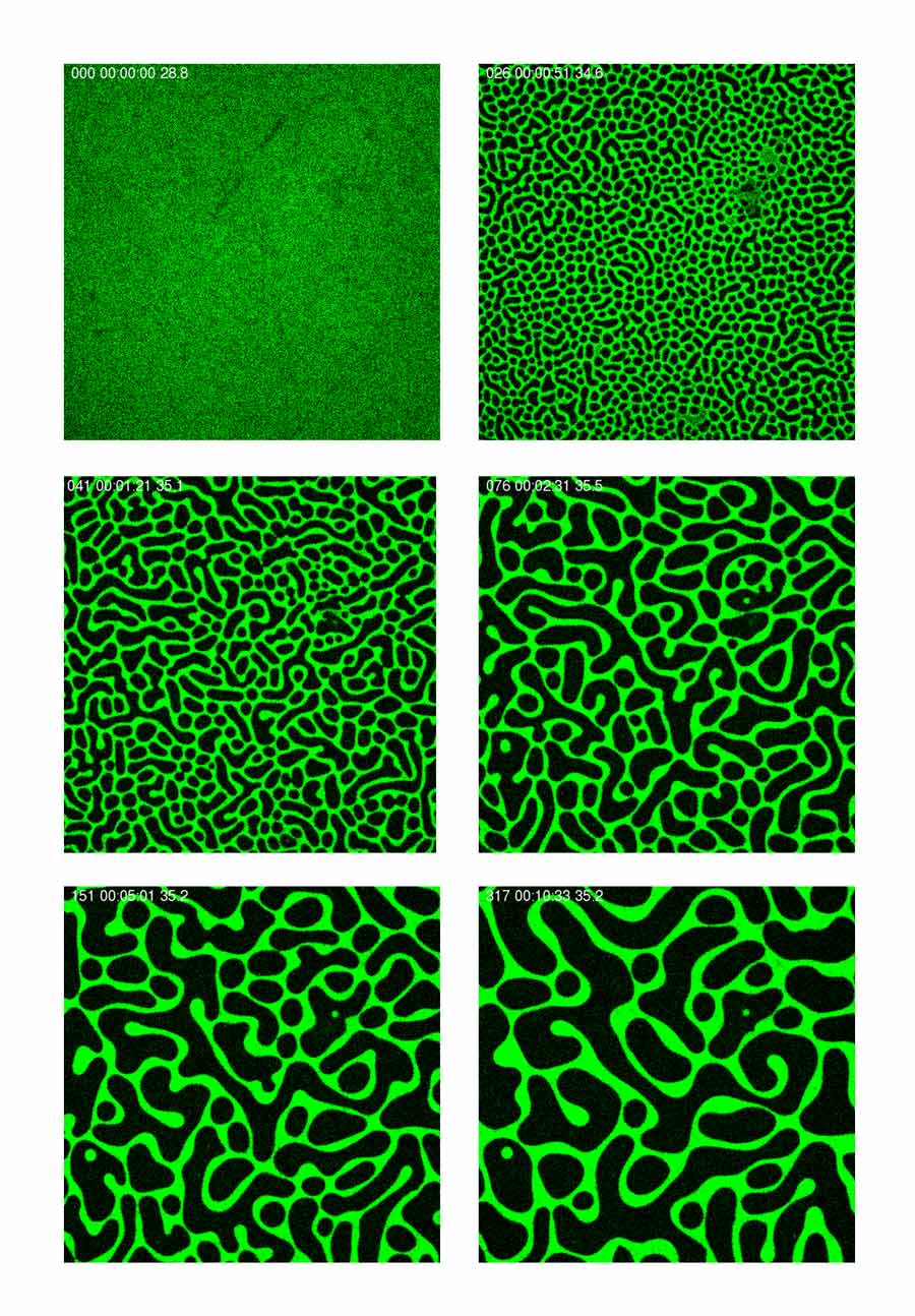 在粘弹性相分离中模拟海岛反转-研究推广