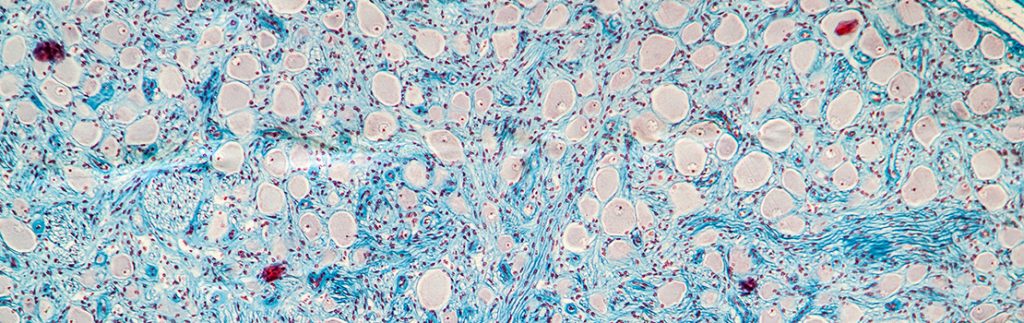 细胞通过显微镜