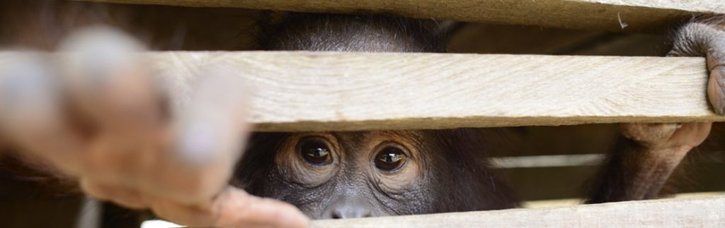 一只猩猩从一个木盒子里向外张望