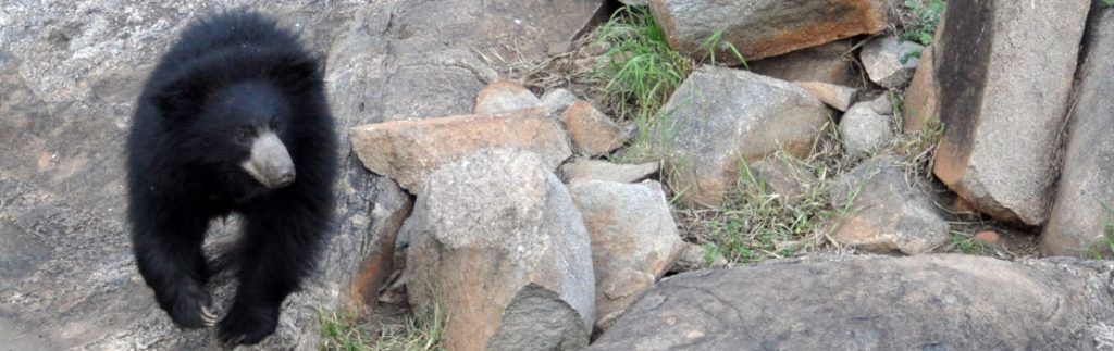 懒惰的熊被认为是印度最危险的哺乳动物之一。