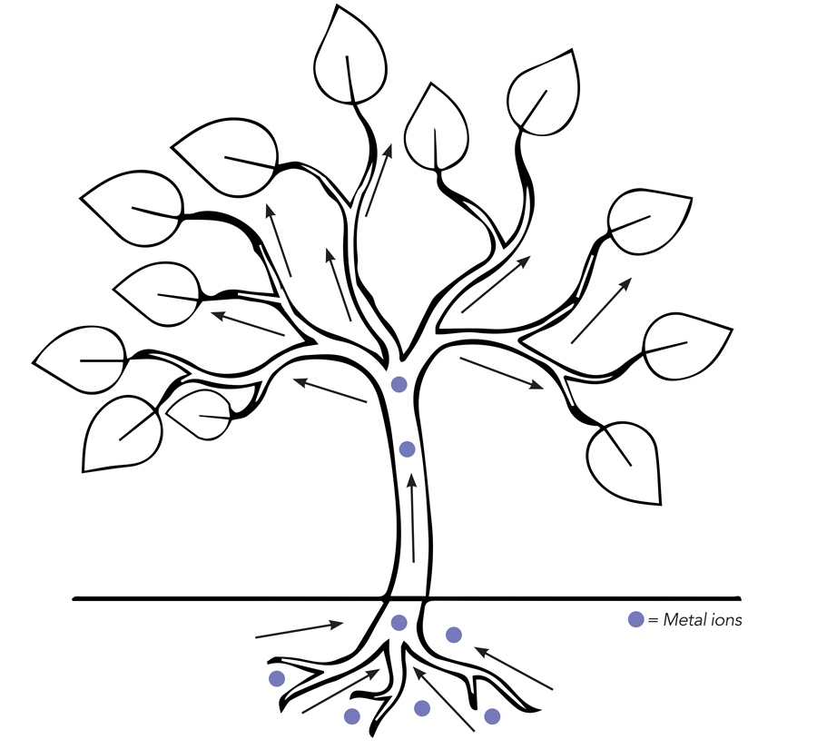 重金属在某些情况下被工厂吸收